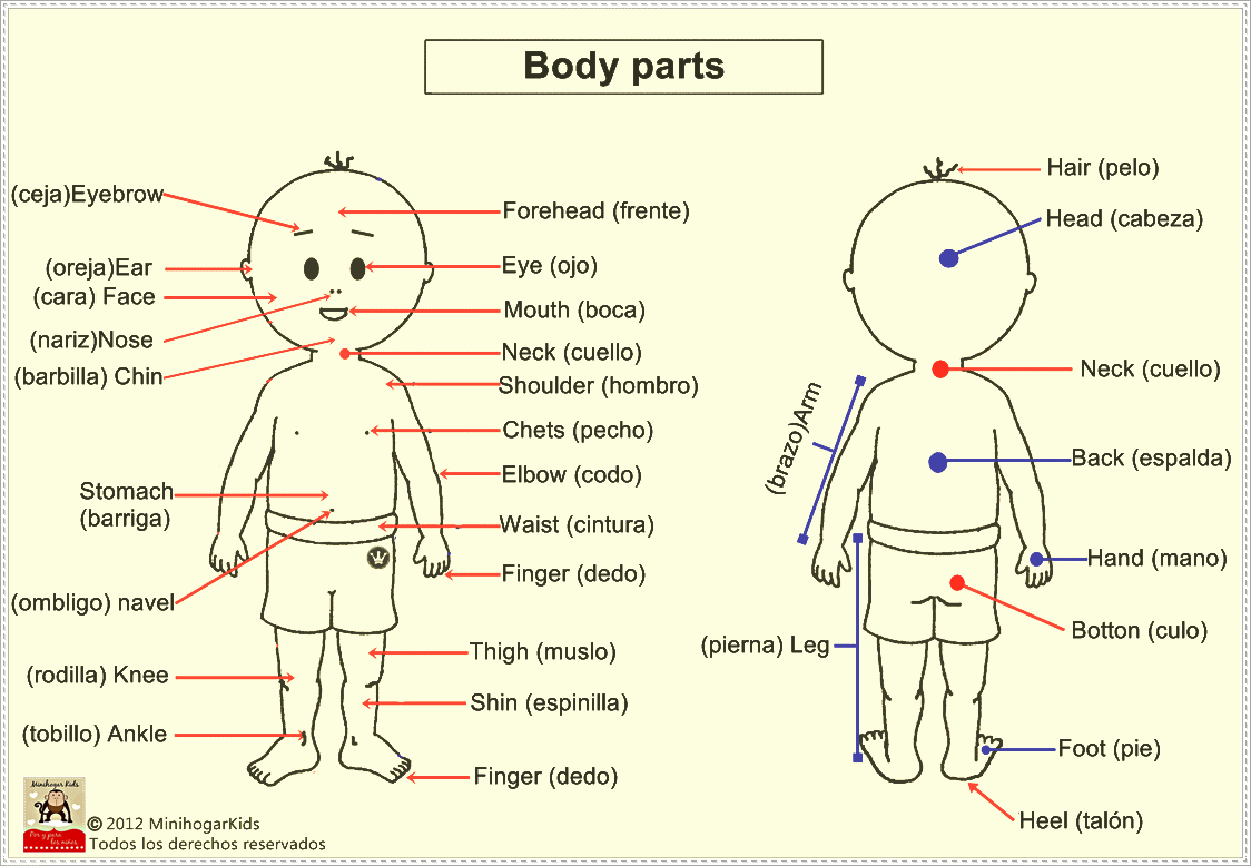 partes del cuerpo en ingles